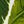 Palm Leaves White