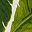 Palm Leaves White