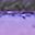 Purple Ombre