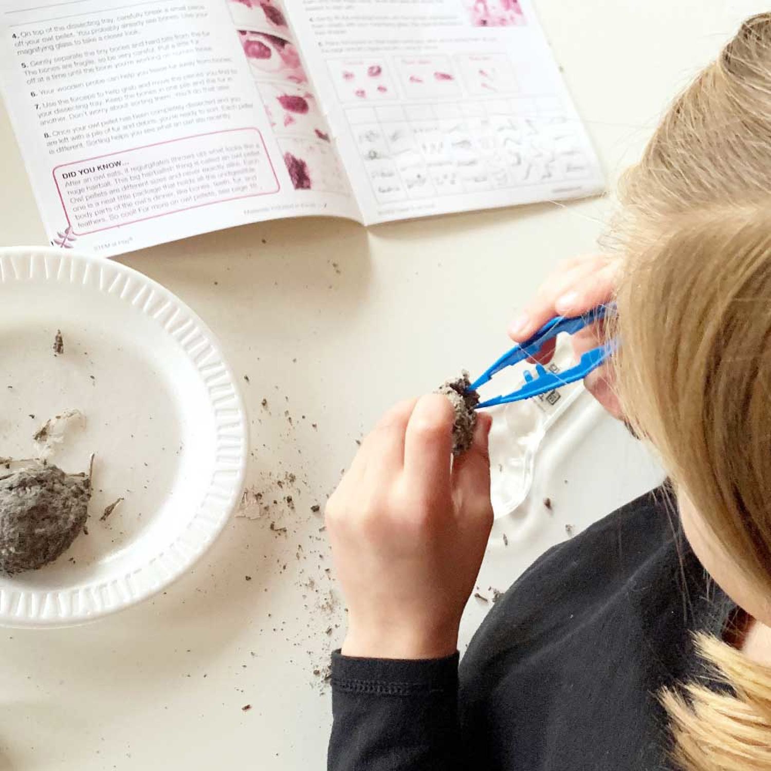 Hand2mind Science Kit With Real Owl Pellets And Bones Dissection Of Owl ...