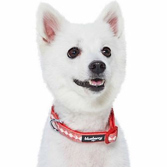 Blueberry Pet 3M Reflective Jacquard Padded Dog Collar