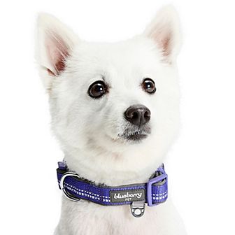 Blueberry Pet 3M Reflective Pastel Padded Dog Collar