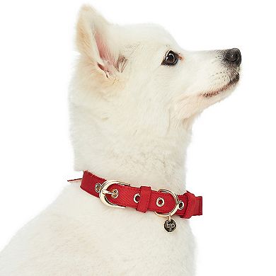 Blueberry Pet Most Coveted Dog Collar