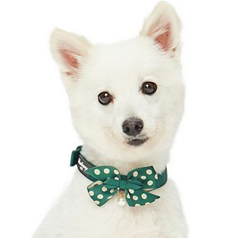 Blueberry Pet Most Coveted Dog Collar