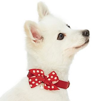 Blueberry Pet Most Coveted Dog Collar