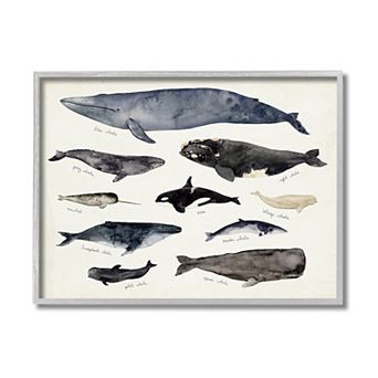 Stupell Home Decor Ocean Nautical Chart of Whales Framed Wall Art