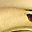 Gold Tone