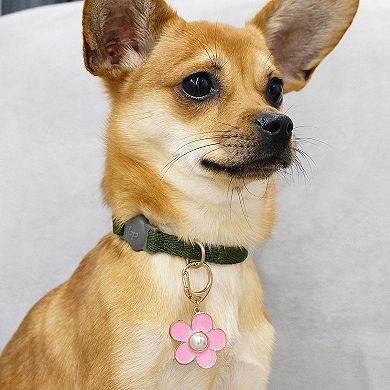 Blueberry Pet Bow & Sunflower Charm Dog Collar Accessory Set