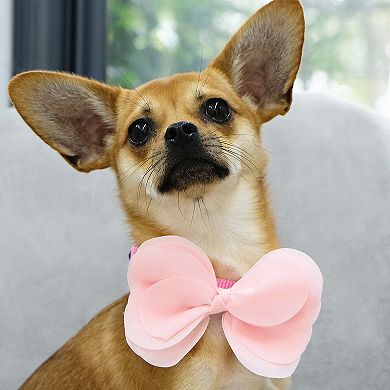 Blueberry Pet Bow & Sunflower Charm Dog Collar Accessory Set