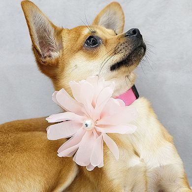 Blueberry Pet Flower & Pink Teardrop Charm Dog Collar Accessory Set