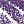21 Shimmer Plum