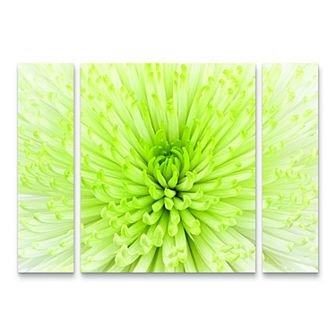 Lime Light Spider Mum Canvas Wall Art 3 pc Set