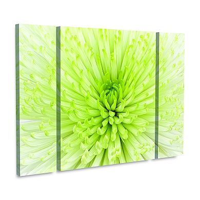 Lime Light Spider Mum Canvas Wall Art 3-piece Set