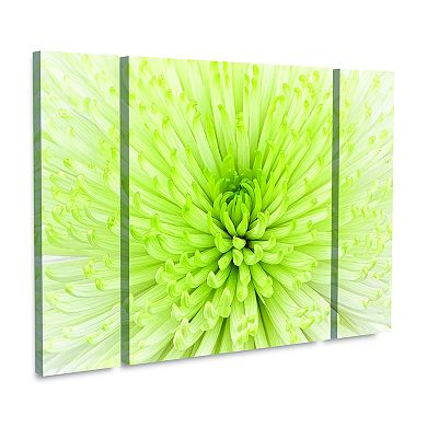 Lime Light Spider Mum Canvas Wall Art 3-piece Set