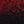 Black Red