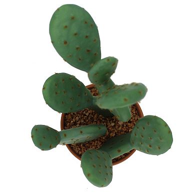 Sonoma Goods For Life® Prickly Pear Cactus In Terracotta Pot