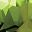 Peridot