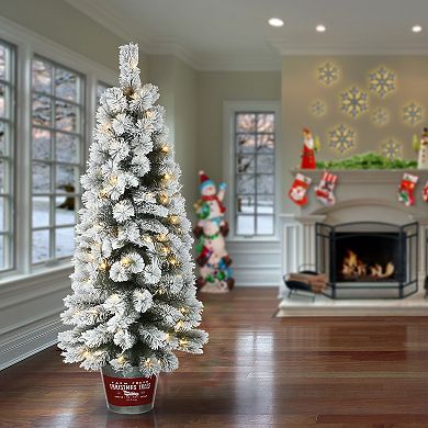 National Tree Company 5-ft. Snowy Pogue Pine Entrance LED Artificial Christmas Tree