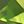 Peridot