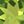 Peridot