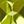 Peridot