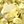Gold Tone Green