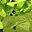 Peridot