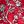 Red Sketchy Floral