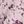 Dusty Lilac