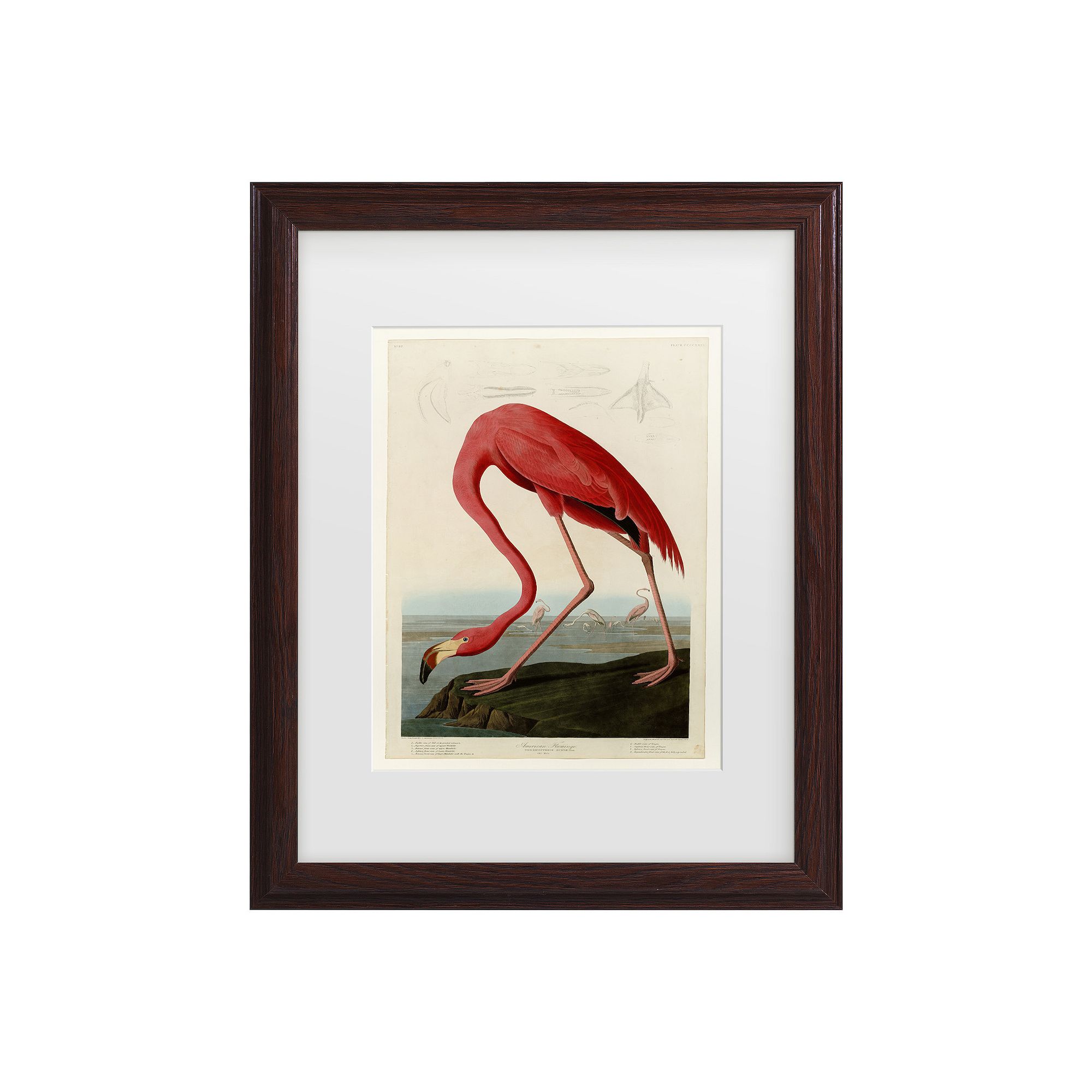 American Flamingo Framed Wall Art, Multi