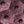 Mulberry Glitter