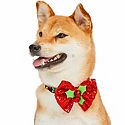 Collars & Leashes
