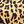 Tan Jana Leopard