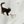 Winter Cats