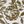 Toile Olive