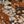 Beige Black