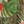 Green Multi