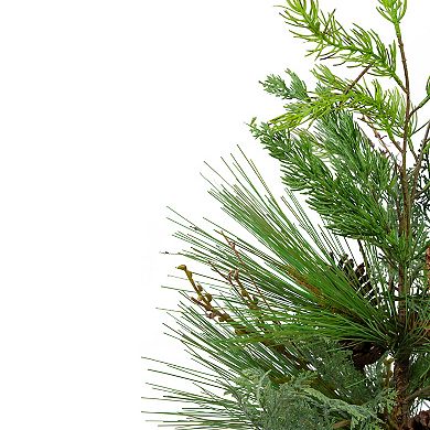 2' Potted Mixed Pine Cedar and Twig Artificial Christmas Tree - Unlit