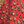 Red Leopard