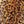 Brown Leopard