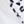 White Leopard