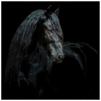 Empire Art Direct Black Equine Attraction Frameless Wall Art