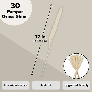 30 Pack Dried White Pampas Grass for Vase, Wedding, Farmhouse Decor, 17 In