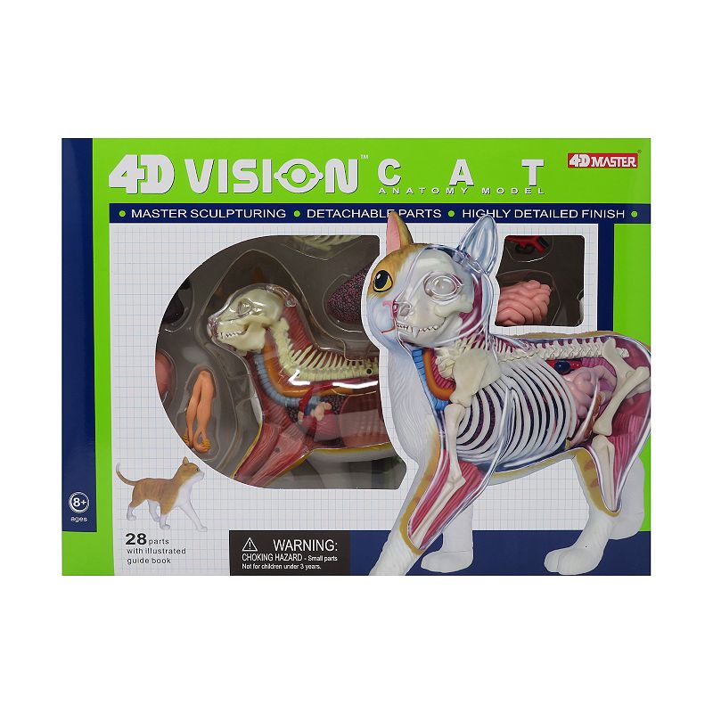4D Master 4D Vision Orange Cat Anatomy Model, Multicolor