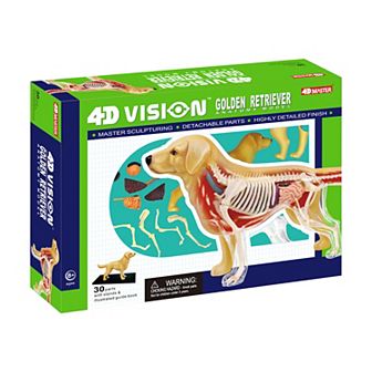 4D Master 4D Vision Golden Retriever Anatomy Model