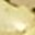 Gold Tone