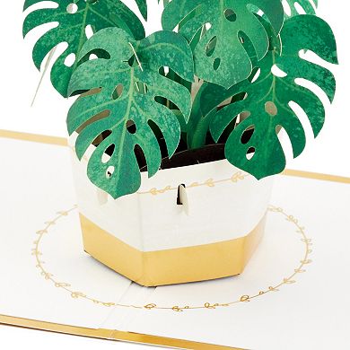 Hallmark Signature Paper Wonder Pop Up Monstera Thinking of You Card, Encouragement Card