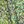 Green Ditzy