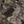 Mossy Oak