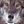 Gray Wolf